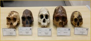 Teoria da evolução amplia horizontes da pesquisa sobre a saúde humana